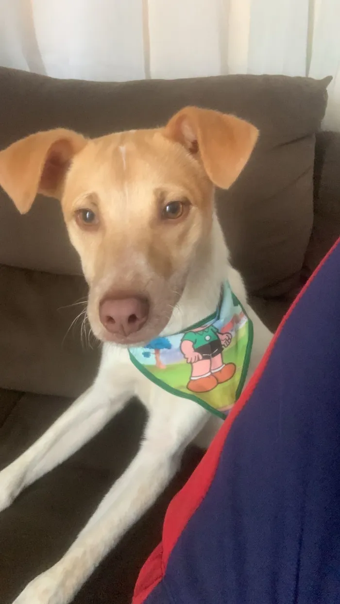 Cachorro raça SRD-ViraLata idade 1 ano nome Coragem