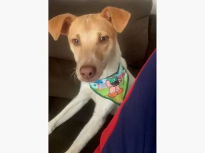 Cachorro raça SRD-ViraLata idade 1 ano nome Coragem