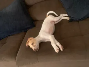 Cachorro raça SRD-ViraLata idade 1 ano nome Coragem