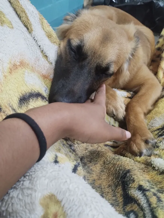 Cachorro raça SRD-ViraLata idade 2 anos nome Cigana