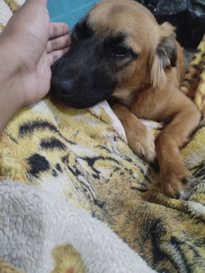 Cachorro raça SRD-ViraLata idade 2 anos nome Cigana