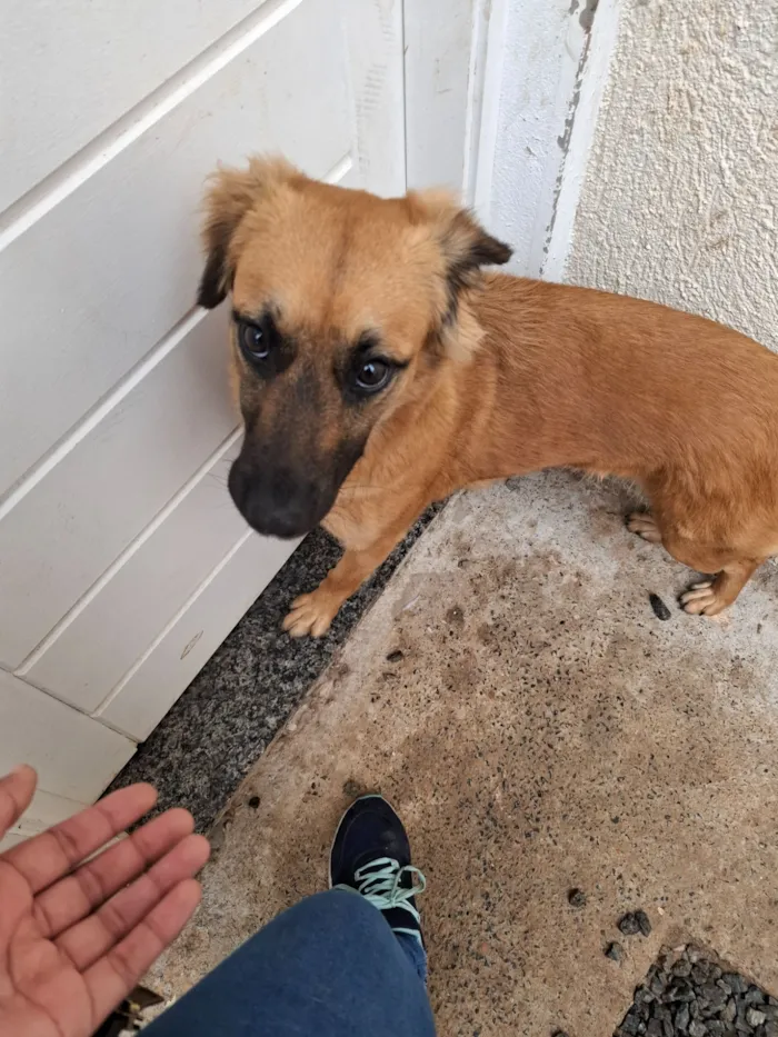 Cachorro raça SRD-ViraLata idade 2 anos nome Cigana