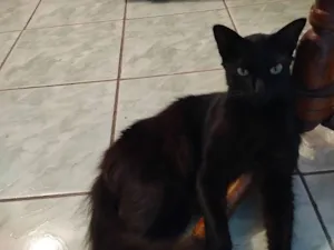 Gato raça SRD-ViraLata idade 1 ano nome Genim