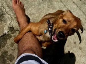 Cachorro raça SRD-ViraLata idade 2 anos nome Thogy