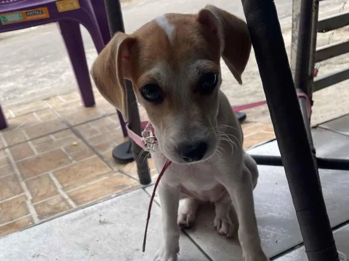 Cachorro raça SRD-ViraLata idade 2 a 6 meses nome FRANCISCO VLADIMIR RODRIGUES DE SOUSA