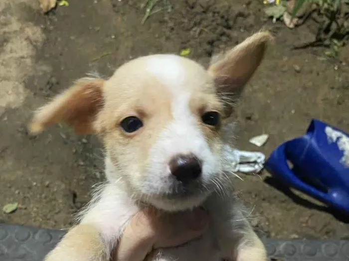 Cachorro raça SRD-ViraLata idade 2 a 6 meses nome Não tenho nome 