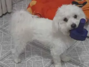 Cachorro raça Maltês idade 3 anos nome Rex