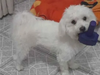 Cachorro raça Maltês idade 3 anos nome Rex