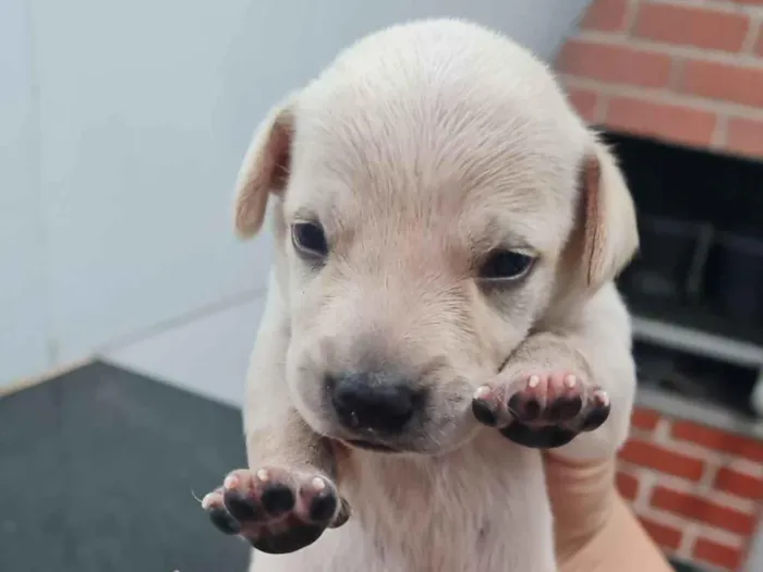 Cachorro raça SRD-ViraLata idade Abaixo de 2 meses nome Sem nome 
