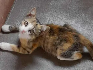 Gato raça SRD-ViraLata idade 2 a 6 meses nome Fêmeas 