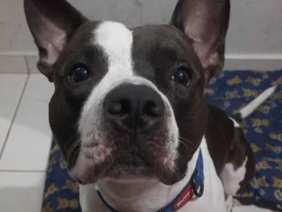 Gato raça SRD-ViraLata idade 3 anos nome Zeus