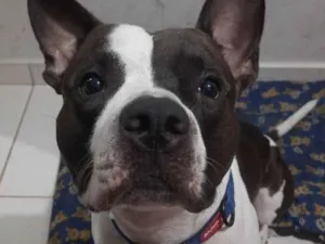 Gato raça SRD-ViraLata idade 3 anos nome Zeus