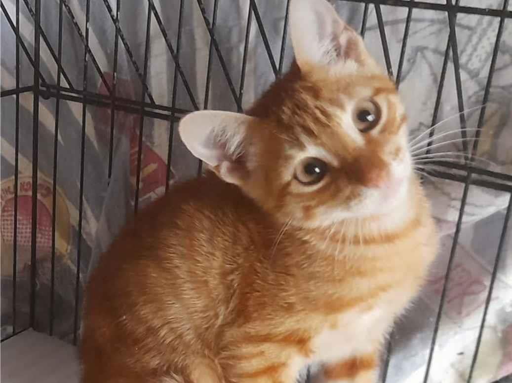 Gato raça SRD-ViraLata idade 2 a 6 meses nome Machos 