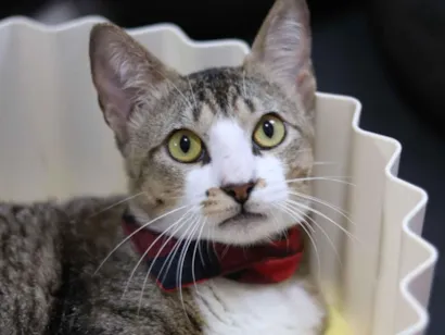 Gato raça SRD-ViraLata idade 7 a 11 meses nome Podrick