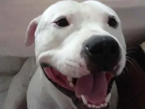 Cachorro raça Pit-Bull idade 3 anos nome Draco