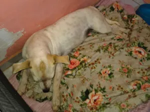 Cachorro raça SRD-ViraLata idade 3 anos nome Sem nome