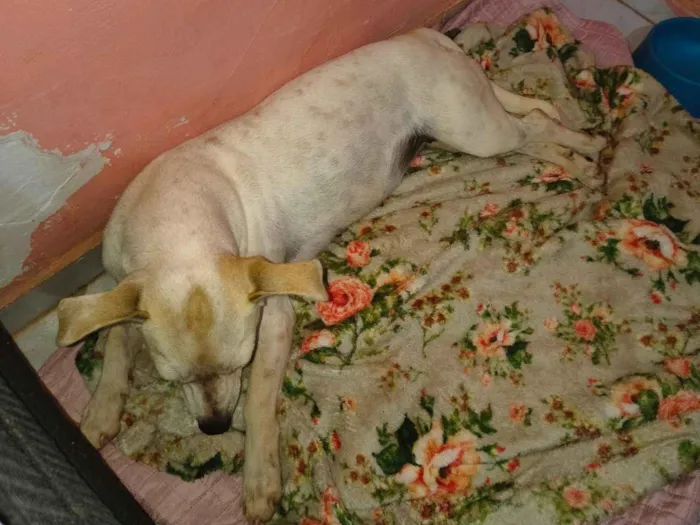 Cachorro raça SRD-ViraLata idade 3 anos nome Sem nome