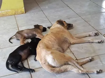 Cachorro raça SRD-ViraLata idade Abaixo de 2 meses nome Sem Nome