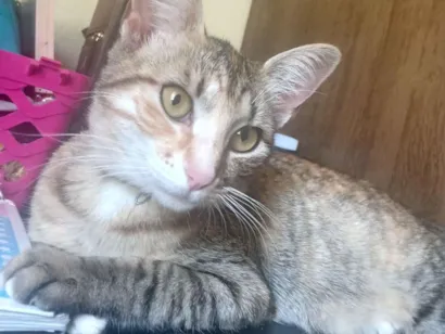 Gato raça SRD-ViraLata idade 1 ano nome Mel
