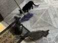 São três gatos