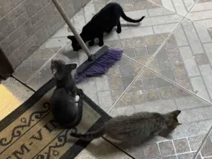 Cachorro raça SRD-ViraLata idade 2 a 6 meses nome São três gatos