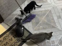 Cachorro raça SRD-ViraLata idade 2 a 6 meses nome São três gatos