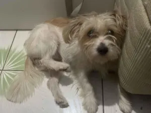 Cachorro raça SRD-ViraLata idade 2 a 6 meses nome Renato