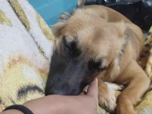 Cachorro raça SRD-ViraLata idade 2 anos nome Cigana