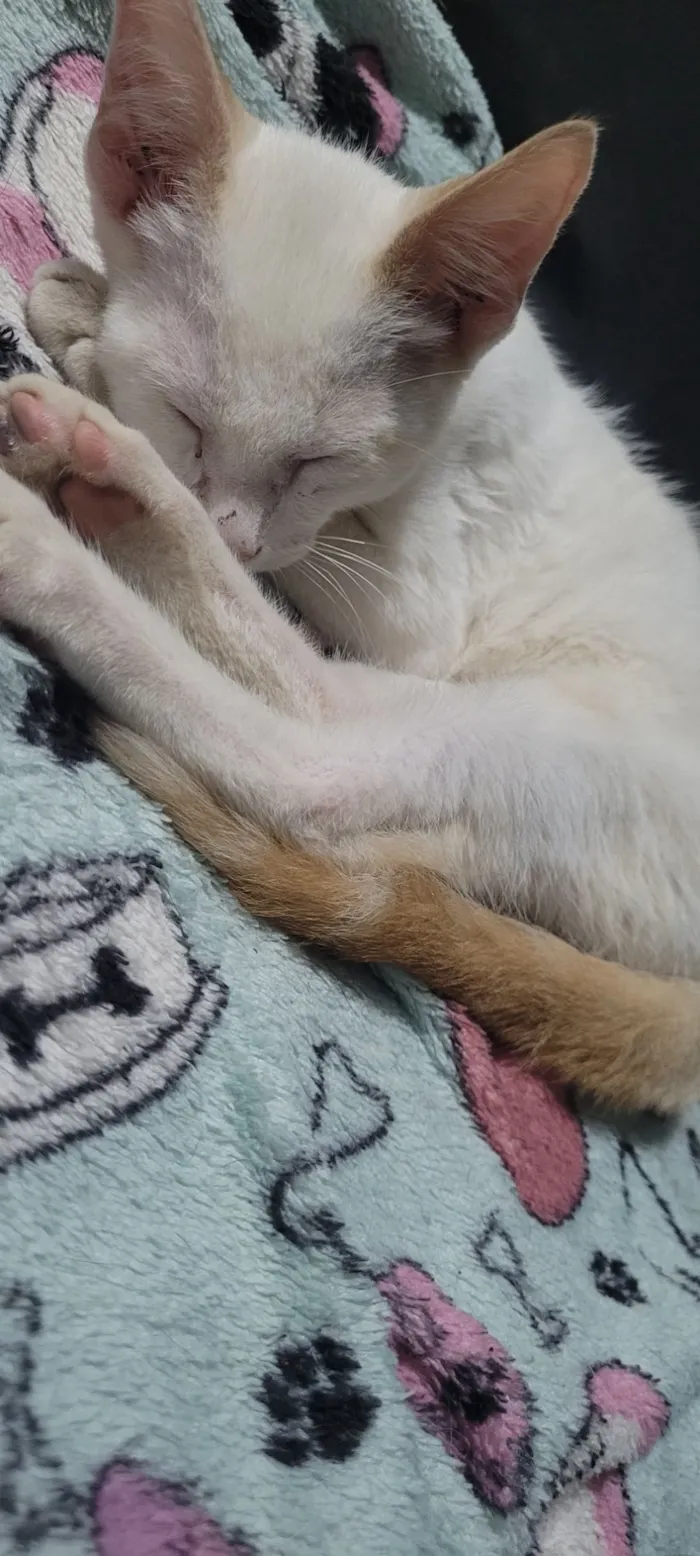 Gato raça SRD-ViraLata idade 2 a 6 meses nome Mingau