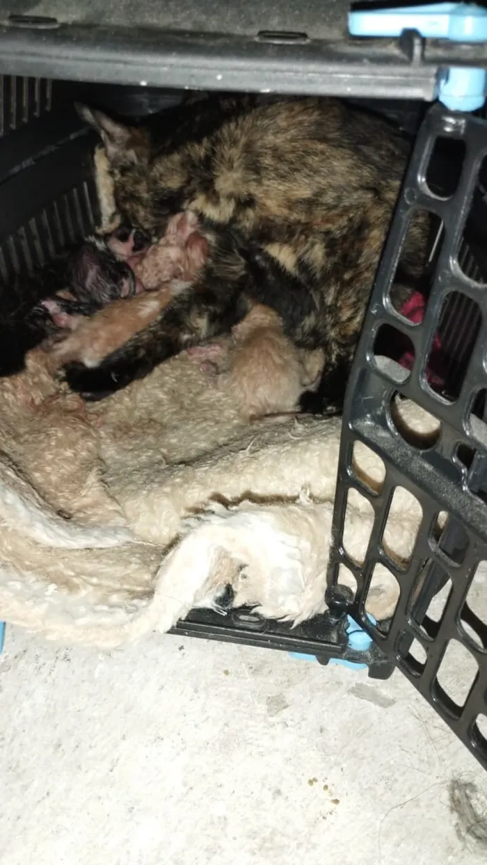 Gato raça SRD-ViraLata idade Abaixo de 2 meses nome Ainda nao tem nome