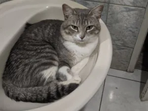 Gato raça SRD-ViraLata idade 1 ano nome (Sem nome)