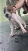 Cachorro raça SRD-ViraLata idade Abaixo de 2 meses nome Taynara