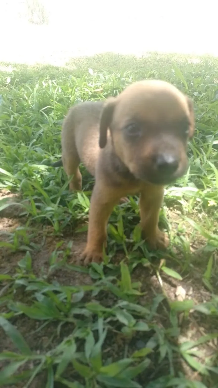 Cachorro raça SRD-ViraLata idade 2 a 6 meses nome Grupo de 7 filhotes de cachorro