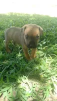 Cachorro raça SRD-ViraLata idade 2 a 6 meses nome Grupo de 7 filhotes de cachorro