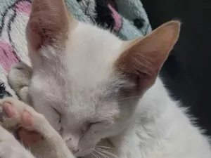 Gato raça SRD-ViraLata idade 2 a 6 meses nome Mingau