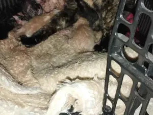 Gato raça SRD-ViraLata idade Abaixo de 2 meses nome Ainda nao tem nome