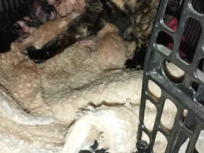 Gato raça SRD-ViraLata idade Abaixo de 2 meses nome Ainda nao tem nome