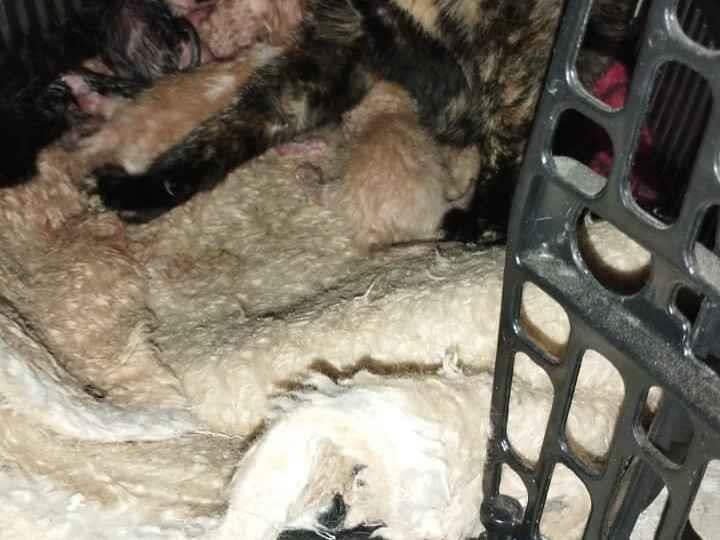 Gato raça SRD-ViraLata idade Abaixo de 2 meses nome Ainda nao tem nome