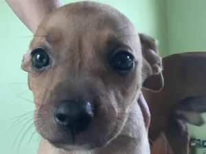Cachorro raça SRD-ViraLata idade Abaixo de 2 meses nome Taynara
