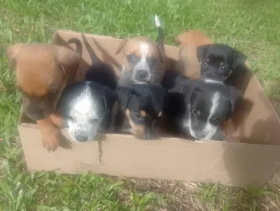 Cachorro raça SRD-ViraLata idade 2 a 6 meses nome Grupo de 7 filhotes de cachorro