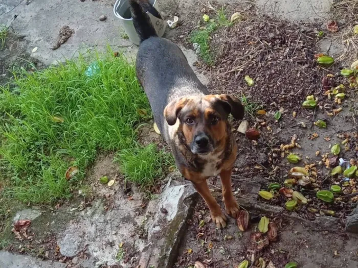 Cachorro raça SRD-ViraLata idade 1 ano nome Adi 