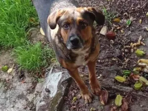 Cachorro raça SRD-ViraLata idade 1 ano nome Adi 