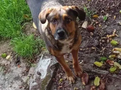 Cachorro raça SRD-ViraLata idade 1 ano nome Adi 