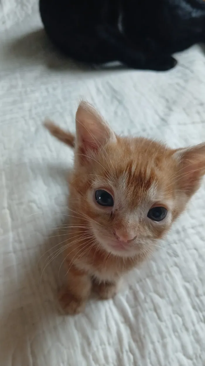 Gato raça SRD-ViraLata idade Abaixo de 2 meses nome Doa-se gatinhos filhotes