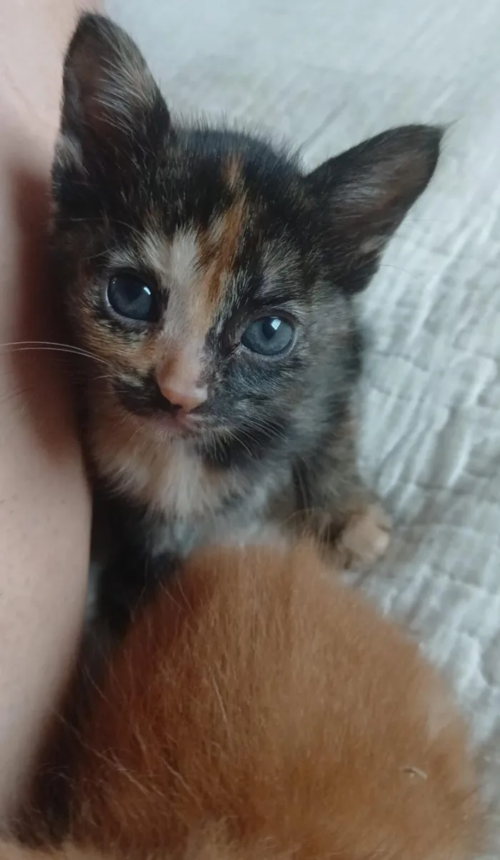 Gato raça SRD-ViraLata idade Abaixo de 2 meses nome Doa-se gatinhos filhotes