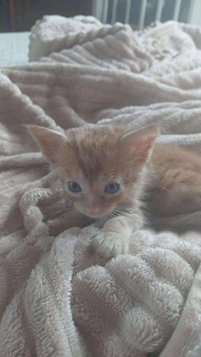 Gato raça SRD-ViraLata idade Abaixo de 2 meses nome Doa-se gatinhos filhotes