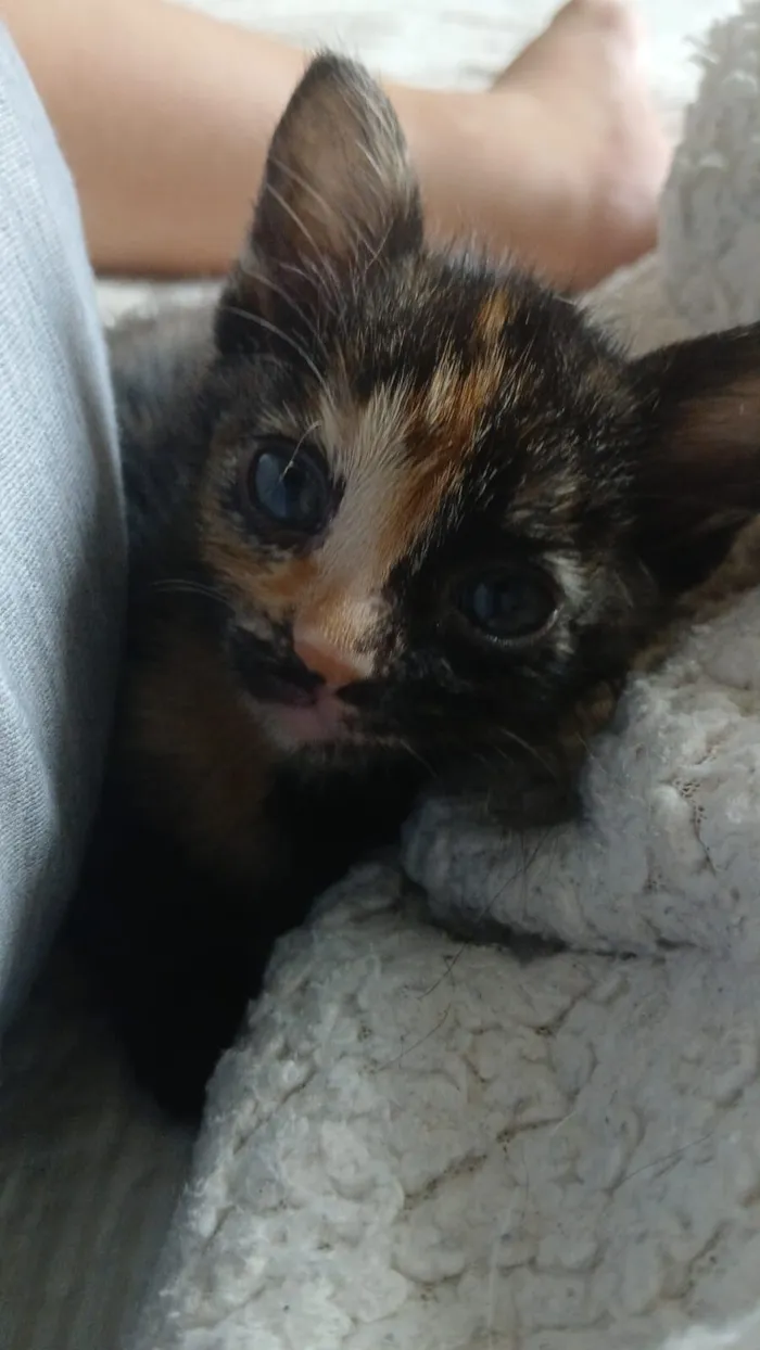 Gato raça SRD-ViraLata idade Abaixo de 2 meses nome Doa-se gatinhos filhotes