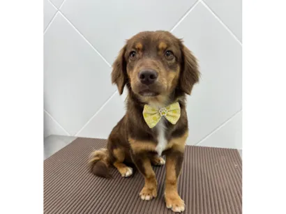 Cachorro raça SRD-ViraLata idade 7 a 11 meses nome Don