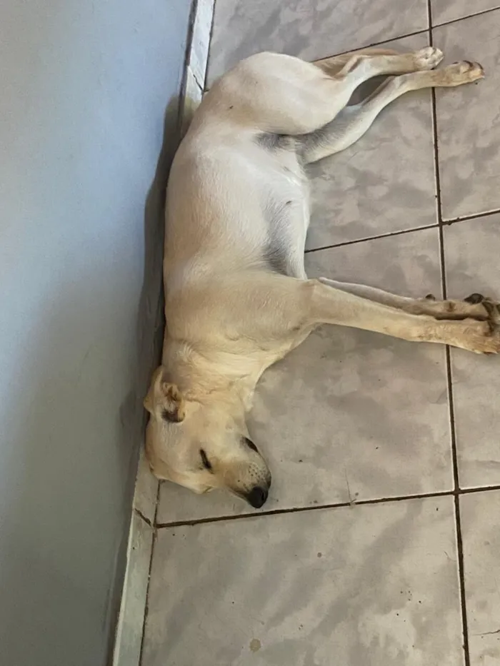 Cachorro raça SRD-ViraLata idade 1 ano nome Solange ( soso)