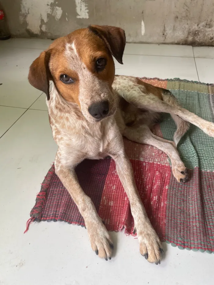 Cachorro raça SRD-ViraLata idade 3 anos nome Pé de pano 